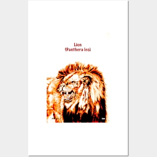 Lion (Panthera leo) Posters and Art